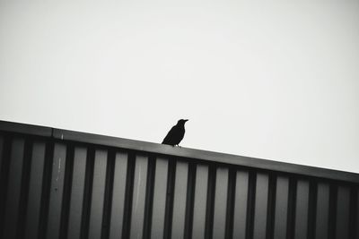 Low angle view of bird perching on railing against sky