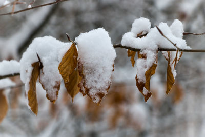 Close-up of icicles