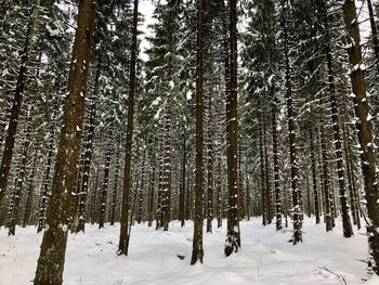 Trees in snow covered forest