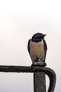 Bird perching on stone