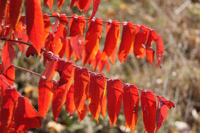 Close-up of orange leaves hanging on plant