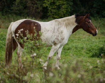 Horse standing in a field