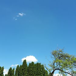 Low angle view of trees against blue sky