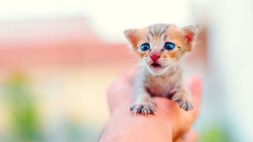 Close-up of hand holding kitten