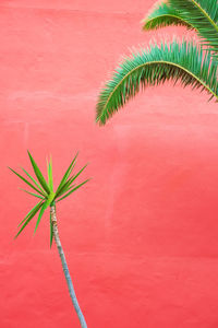 Plants on pink fashion wallpaper. palm and wall. minimal tropical design. travel holiday relax 