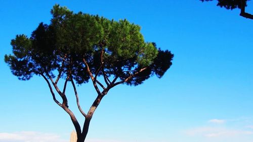 Low angle view of trees against clear blue sky