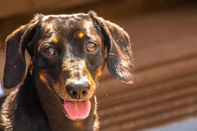 Close-up portrait of a dog