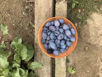 High angle view of fruits growing in container