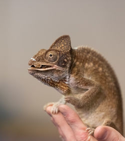 Close-up of hand holding lizard