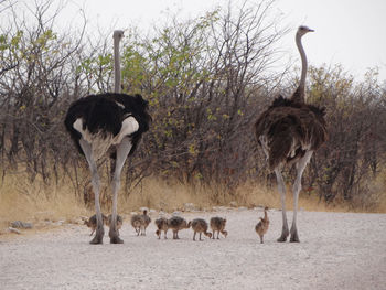 An ostrich family strolls down a street in etosha national park