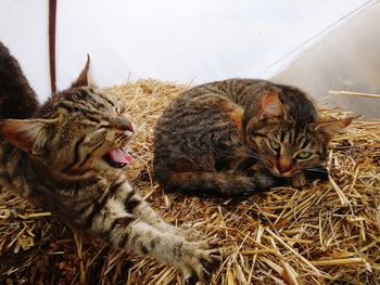 View of two cats resting