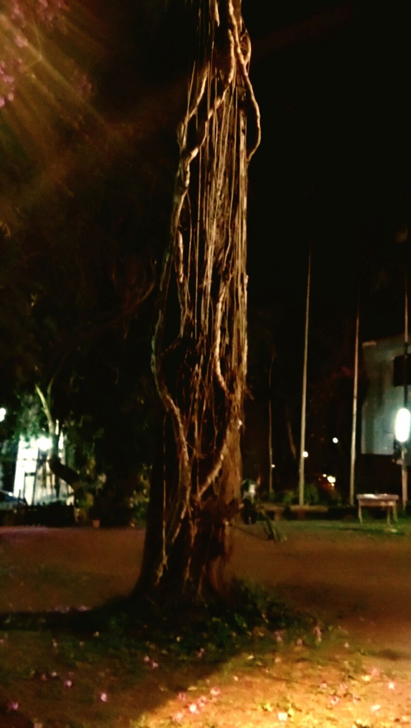 Tree with veins of joy