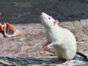 Close-up of white rat