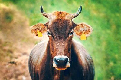 Cow with ear tags. portrait of a bull looking right at you. domestic farm animals. brown cow with