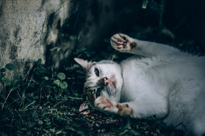 Portrait of cats relaxing