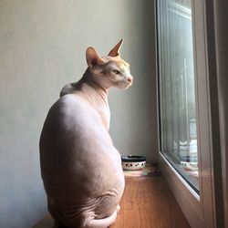 Cat looking away while sitting on table at home