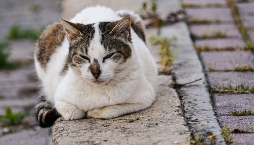Cat sitting on a footpath