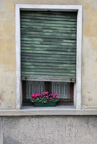 Potted plant on window sill of building