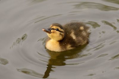 High angle view of duckling swimming in lake