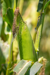 Close-up of insect on leaves