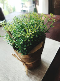 High angle view of potted plants on table