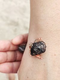 Cropped hand of woman holding crab