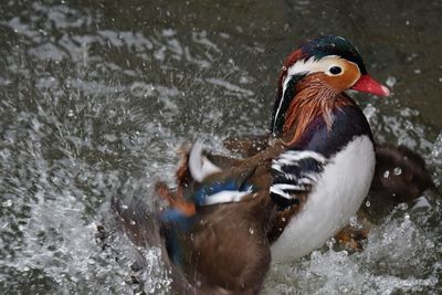 Duck swimming in lake