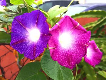 Close-up of pink flowers