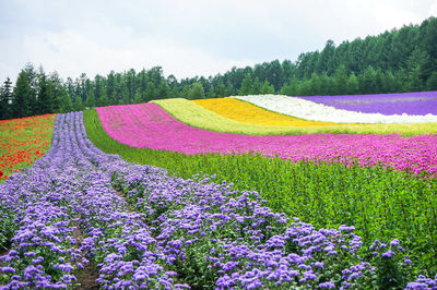 Multi colored flowering plants on field against sky