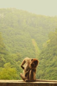 Monkey sitting in a forest