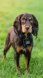 Wet cocker spaniel dog standing on grass