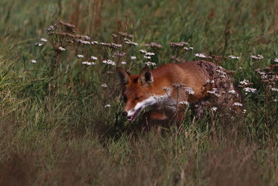 Side view of an animal on field