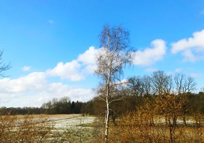 Bare trees on landscape against blue sky