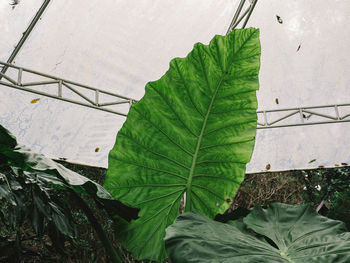 High angle view of leaves in greenhouse