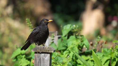 Bird perching on wooden post