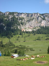 Scenic view of field against mountains