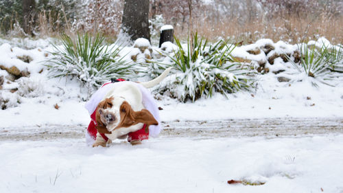 Dog on snow covered land