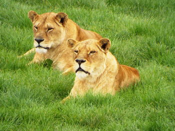 Lion relaxing on grass