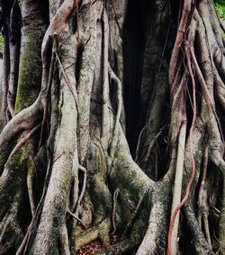 Full frame shot of tree roots