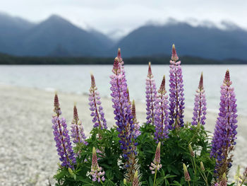 Close-up of purple flowering plants on land