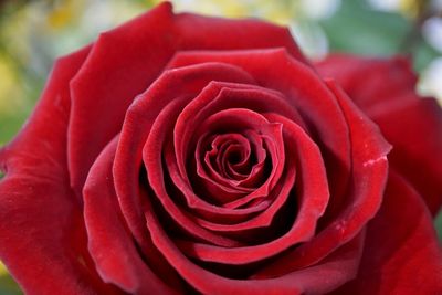 Close-up of red rose