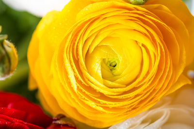 Close-up of yellow rose flower