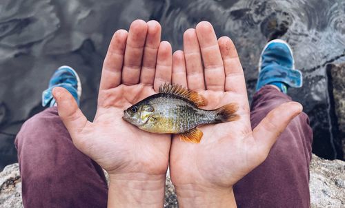 Midsection of person holding fish