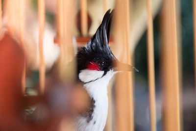 Close-up of a bird looking away