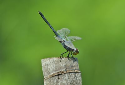 Close-up of insect perching on leaf