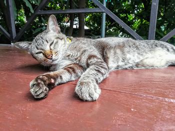 Close-up of cat resting on floor