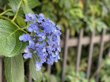 Close-up of purple flowering plant