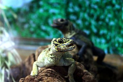 Close-up of lizards on rock in zoo