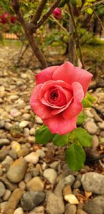 Close-up of red rose