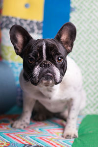 A cute black and white french bulldog dog head portrait with cute expression in the wrinkled face. 